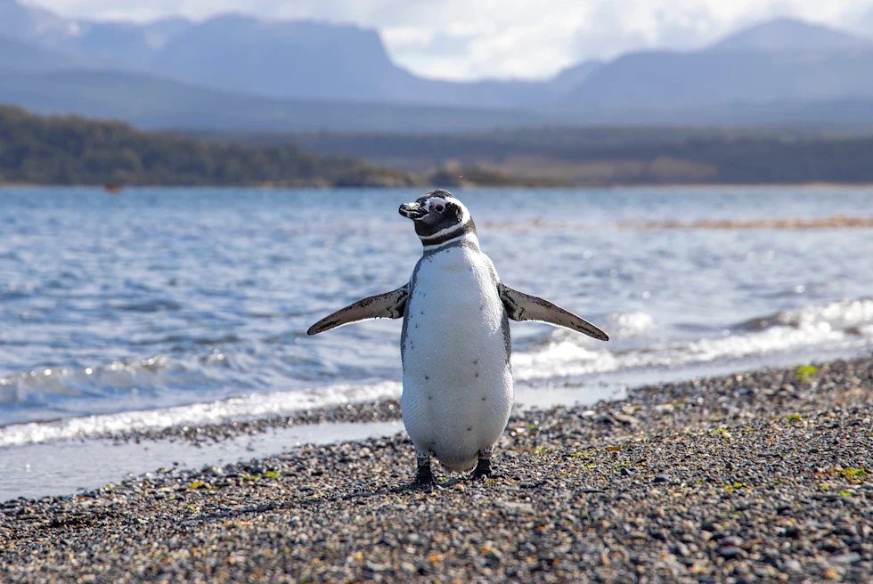 A white and black penguin standing on the rocky shore with shallow blue lake water and mountains behind it on Isla Martillo island in Argentina.