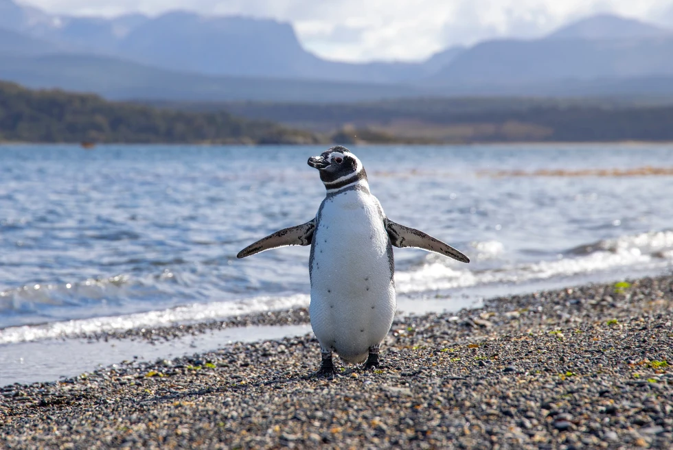 A white and black penguin standing on the rocky shore with shallow blue lake water and mountains behind it on Isla Martillo island in Argentina.