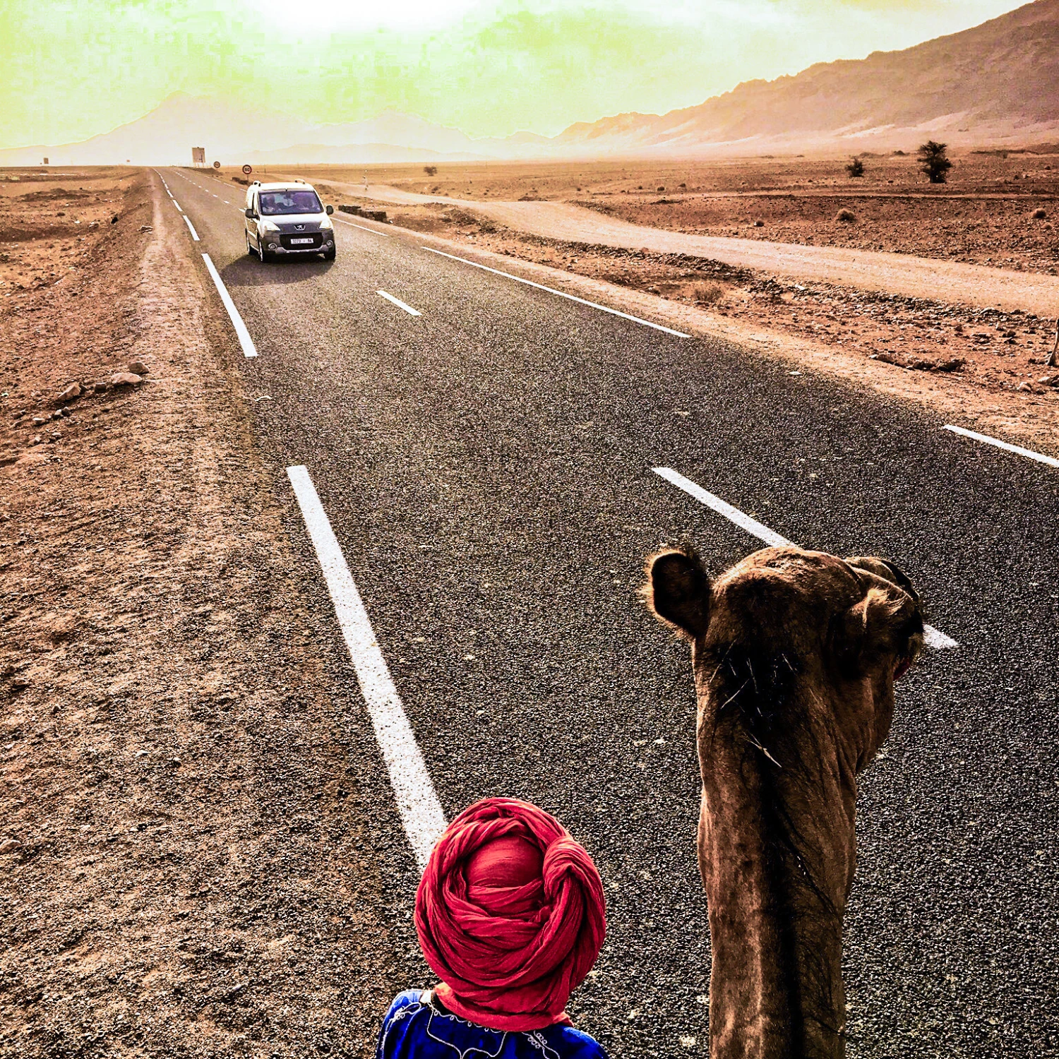 Camel and car view on a road in the desert