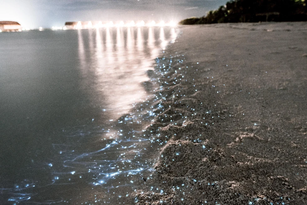 Puerto Rico travel guide Vieques.