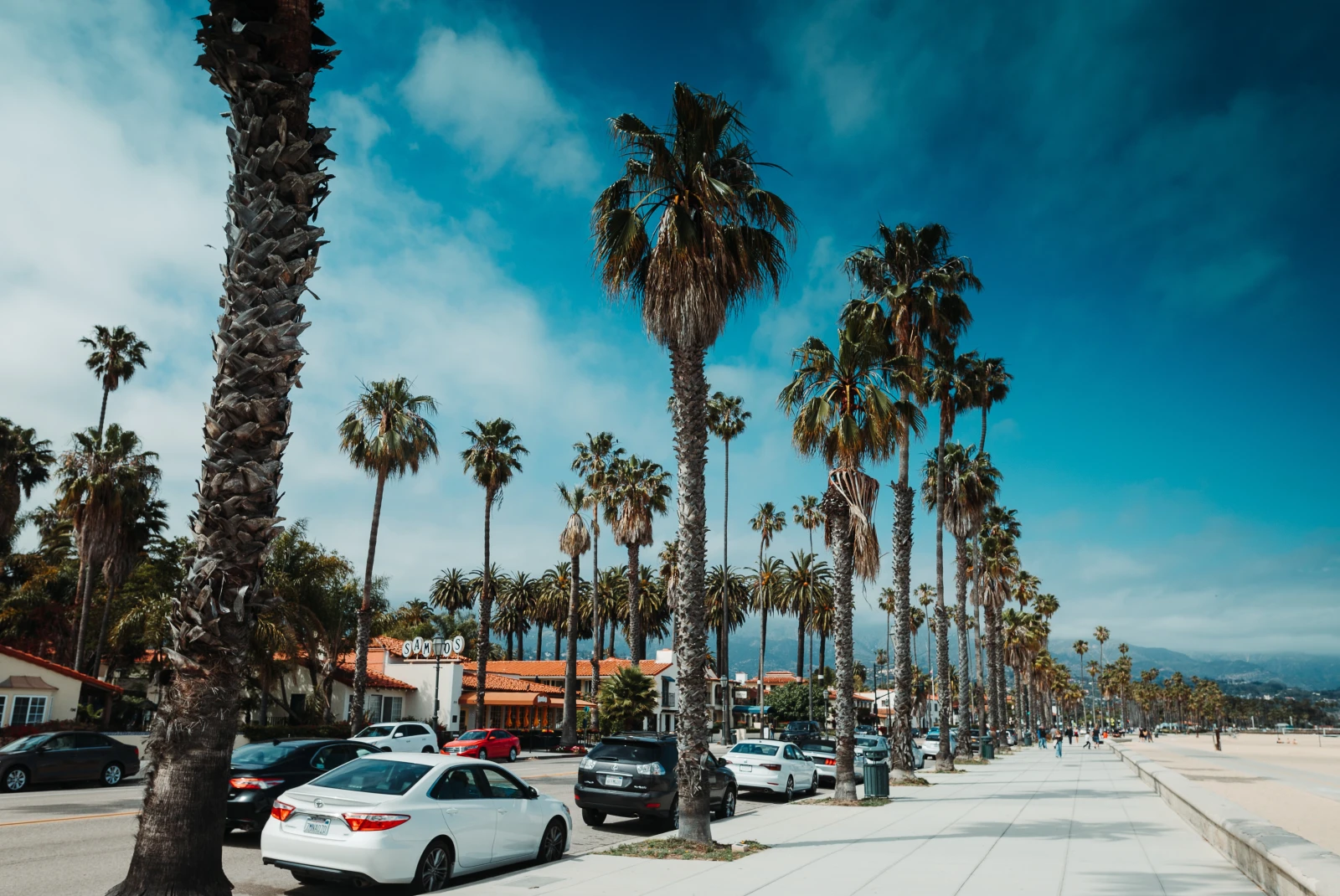 A street view with palm trees at the daytime.