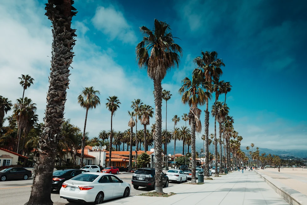A street view with palm trees at the daytime.