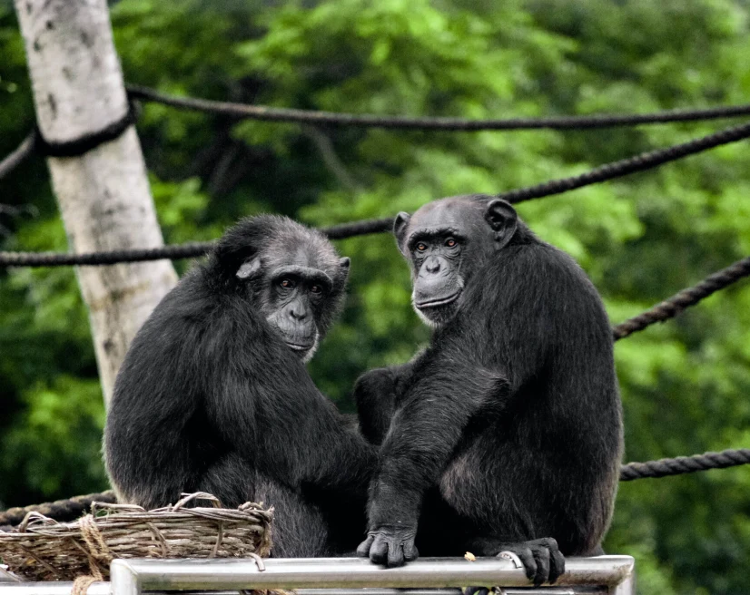 Two chimpanzees sit together on platform with green trees in the background