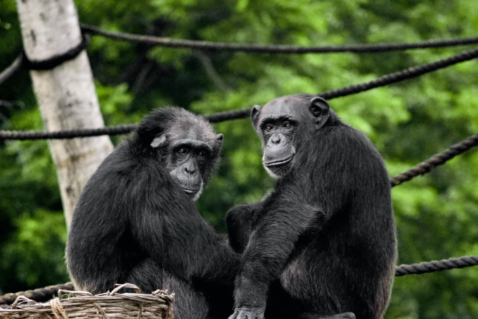 Two chimpanzees sit together on platform with green trees in the background