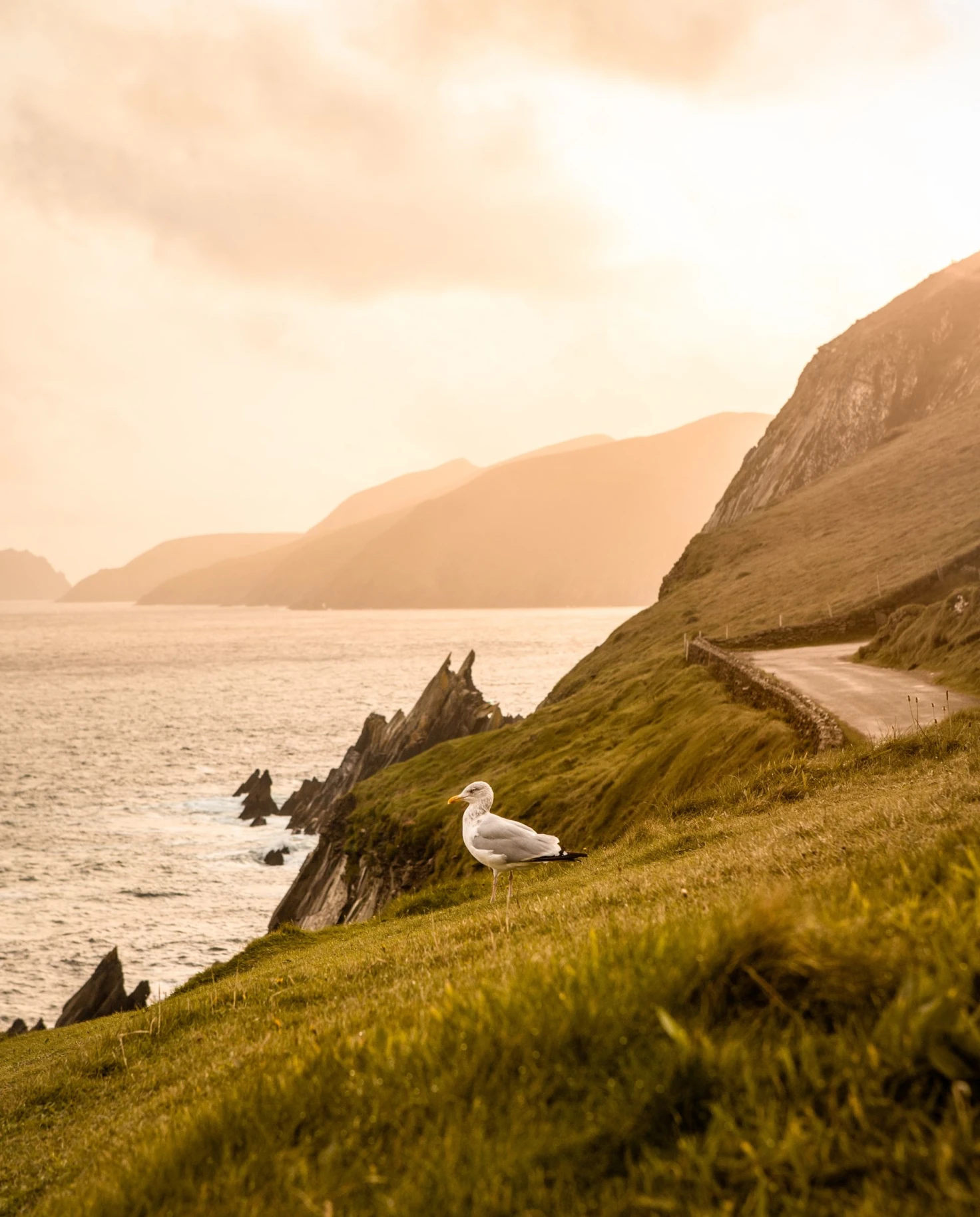 grassy cliffs into ocean with perched seagull at golden hour
