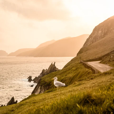 grassy cliffs into ocean with perched seagull at golden hour