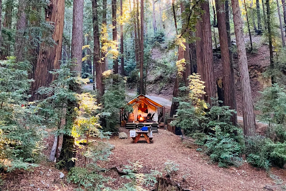 tent surrounded by tall trees