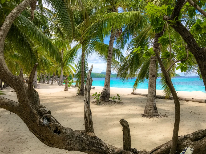 a beach with palm trees 