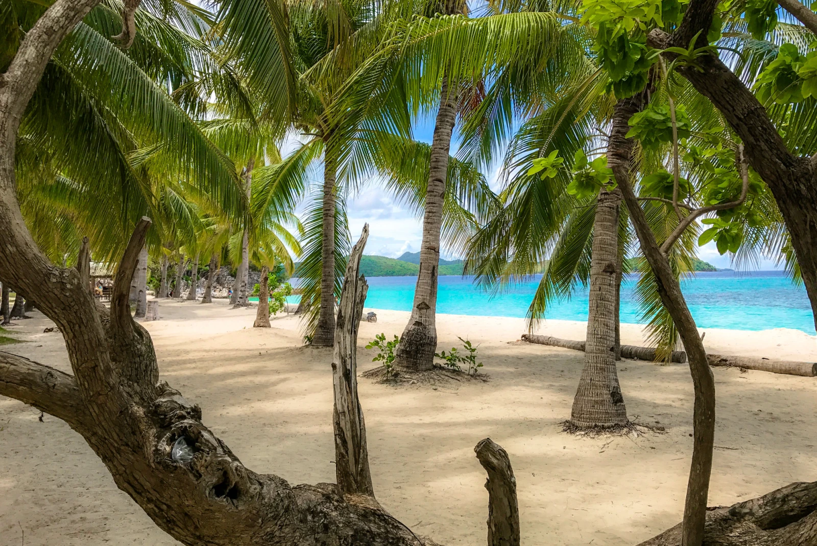 a beach with palm trees 