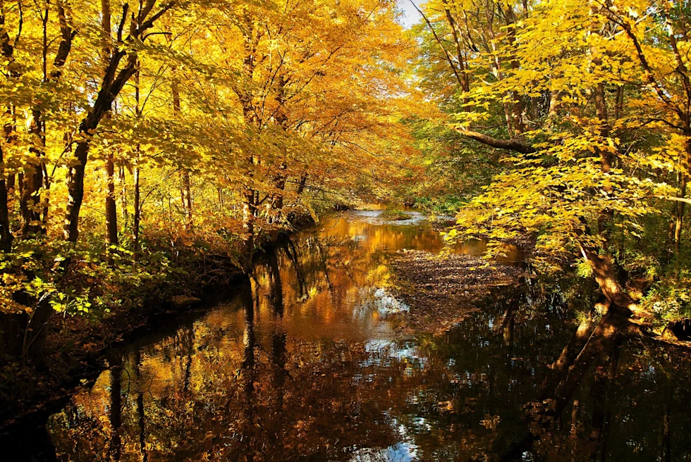 fall foliage in a forest
