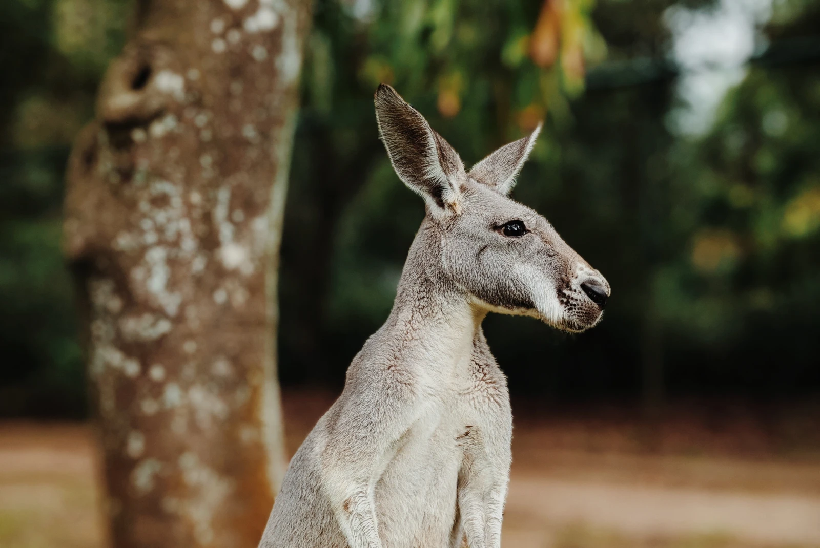 kangaroo sitting with tree in background