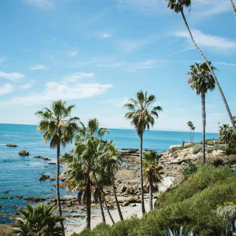 Green plants and palm trees with ocean in background on a sunny day