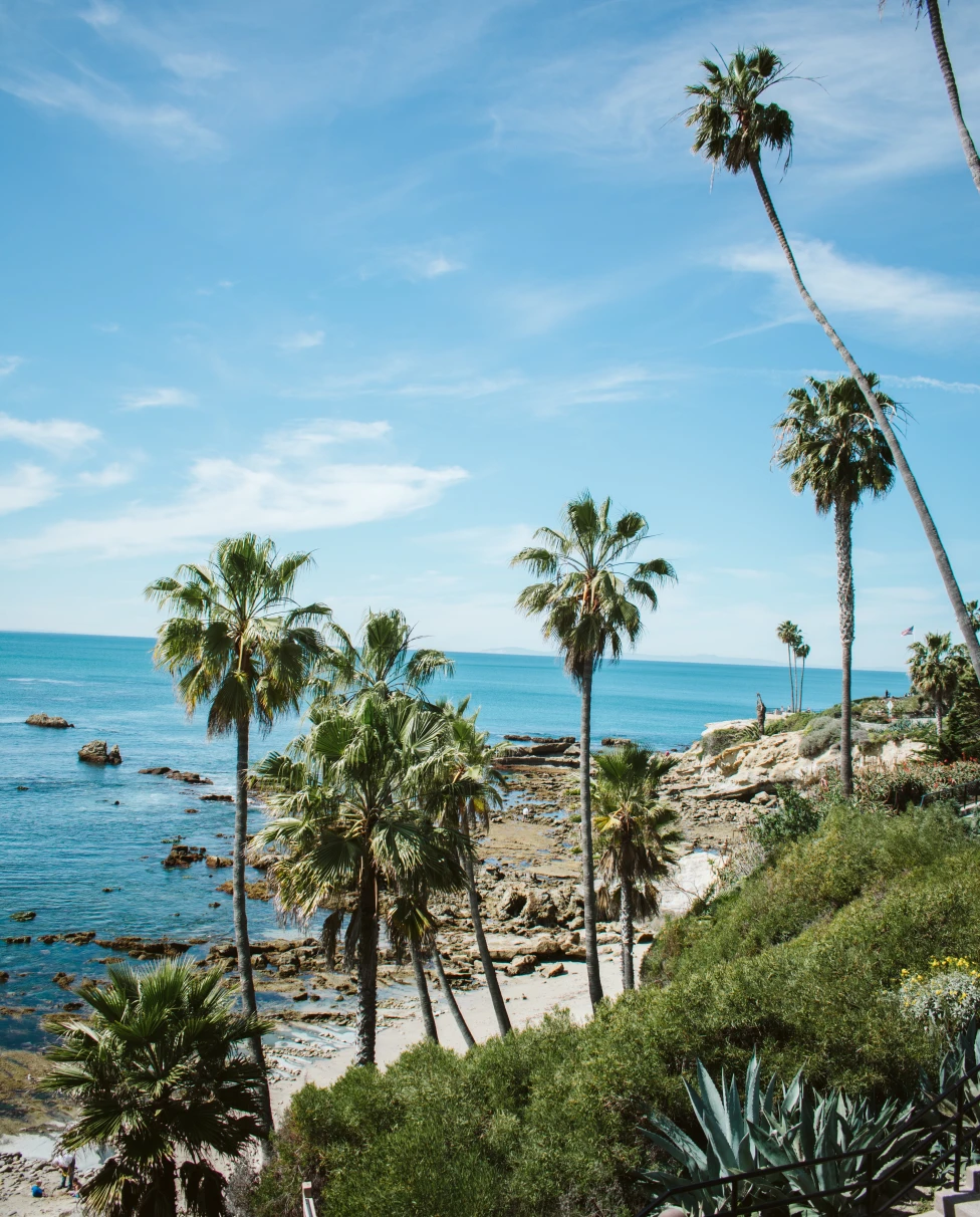 Green plants and palm trees with ocean in background on a sunny day