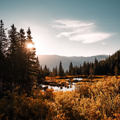 lake surrounded by trees with the sun in the sky