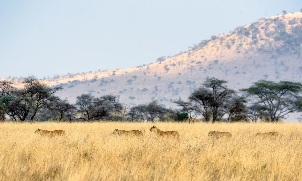 Safari in the Serengeti, Tanzania