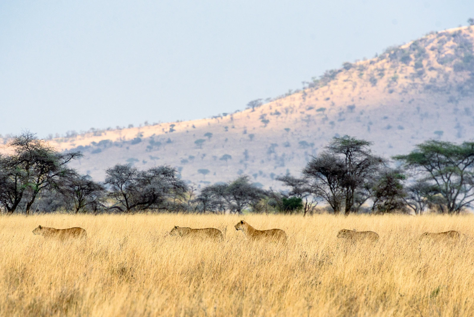 Safari in the Serengeti, Tanzania