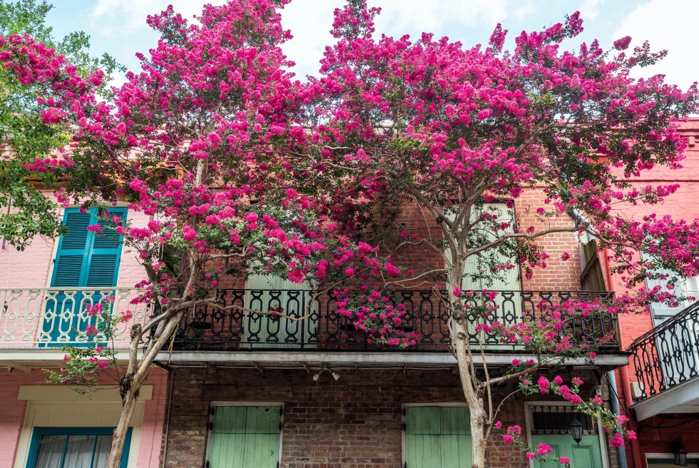 A picture of French Quarter with pink colored blossoming trees
