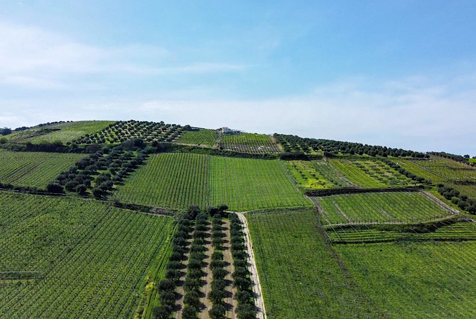 wine vineyard with blue sky
