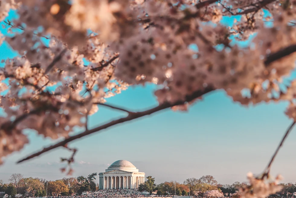 Museums and Cherry Blossoms in Washington DC - Things to do