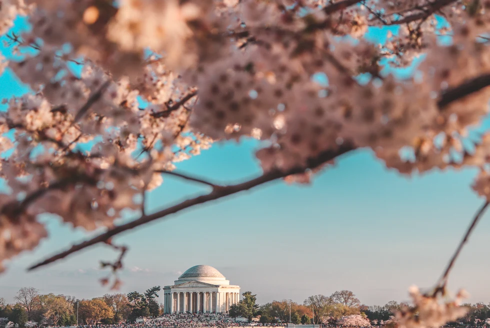 Museums and Cherry Blossoms in Washington DC  - Things to do