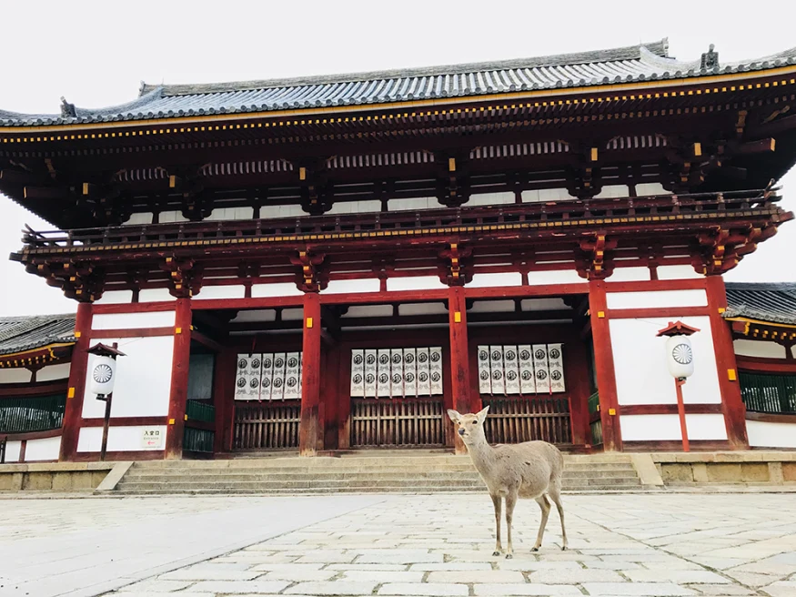 deer in front of red and white Japanese temple with black and golf roof
