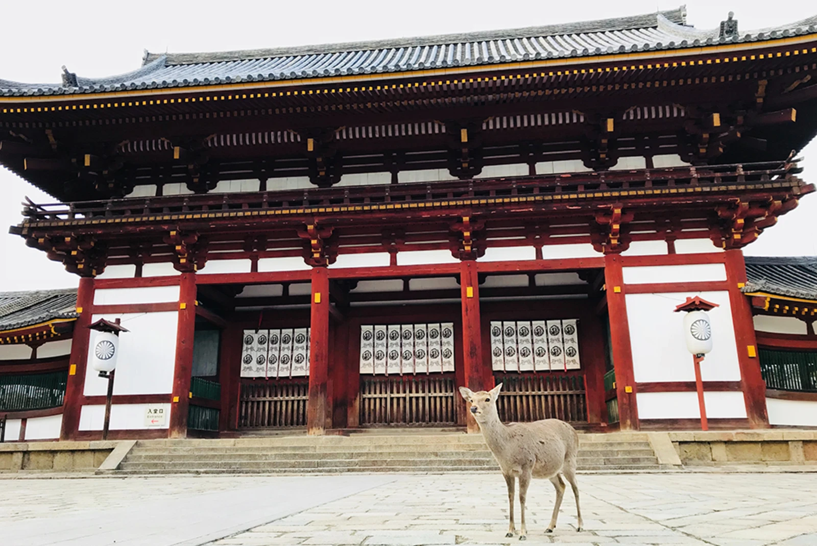 deer in front of red and white Japanese temple with black and golf roof