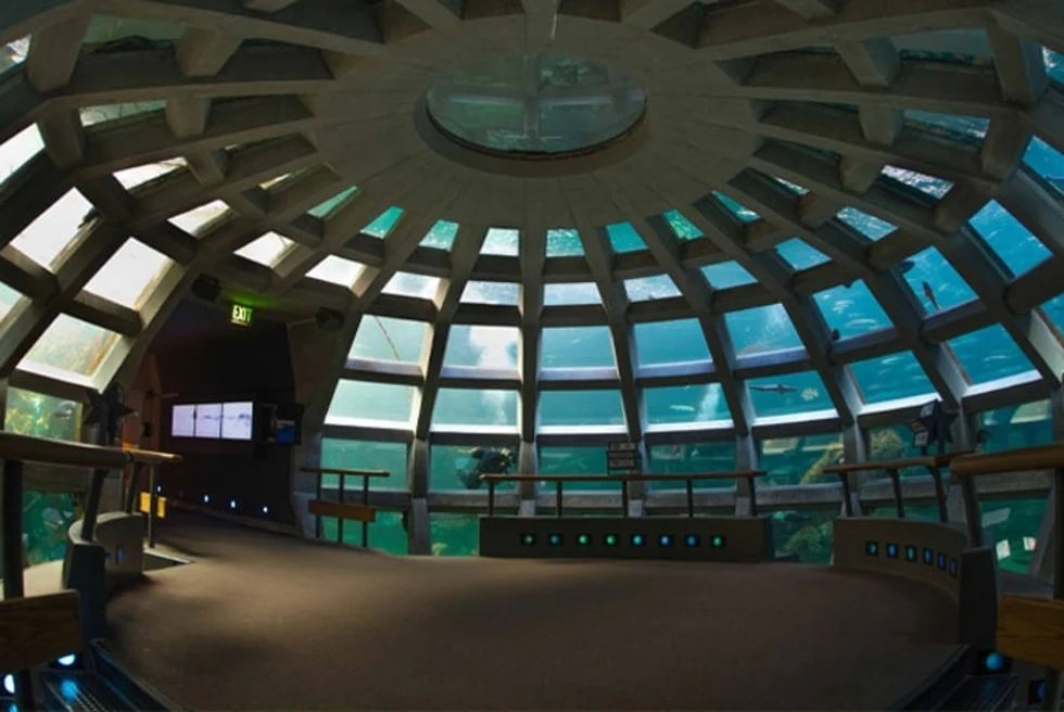 The Seattle Aquarium offers a captivating underwater world experience, featuring a wide range of marine life from the Pacific Northwest in a stunning waterfront setting.