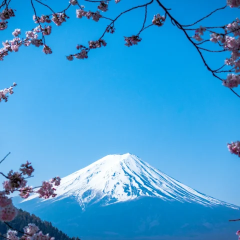 A view of snow-capped Mount Fuji in Japan with cherry blossom branches framing the shot