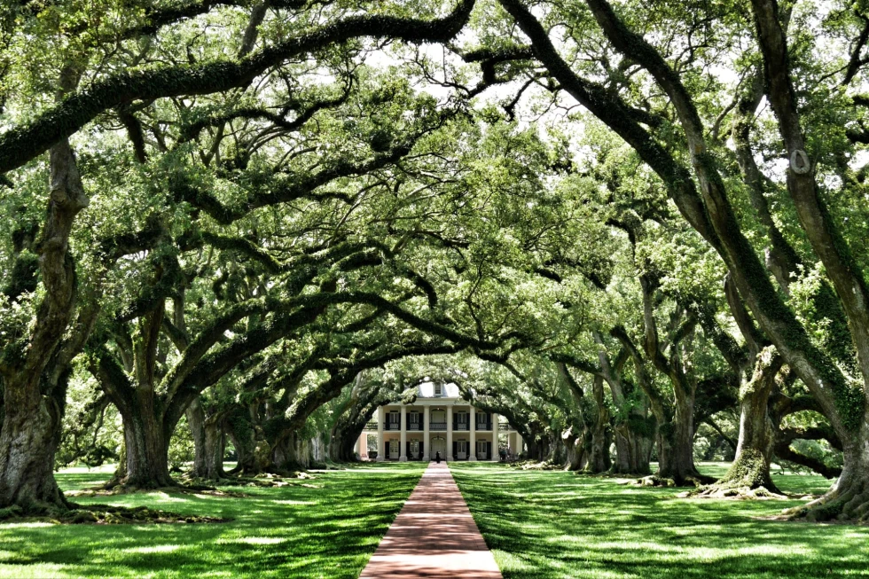 tree-covered path leading to a white Southern mansion