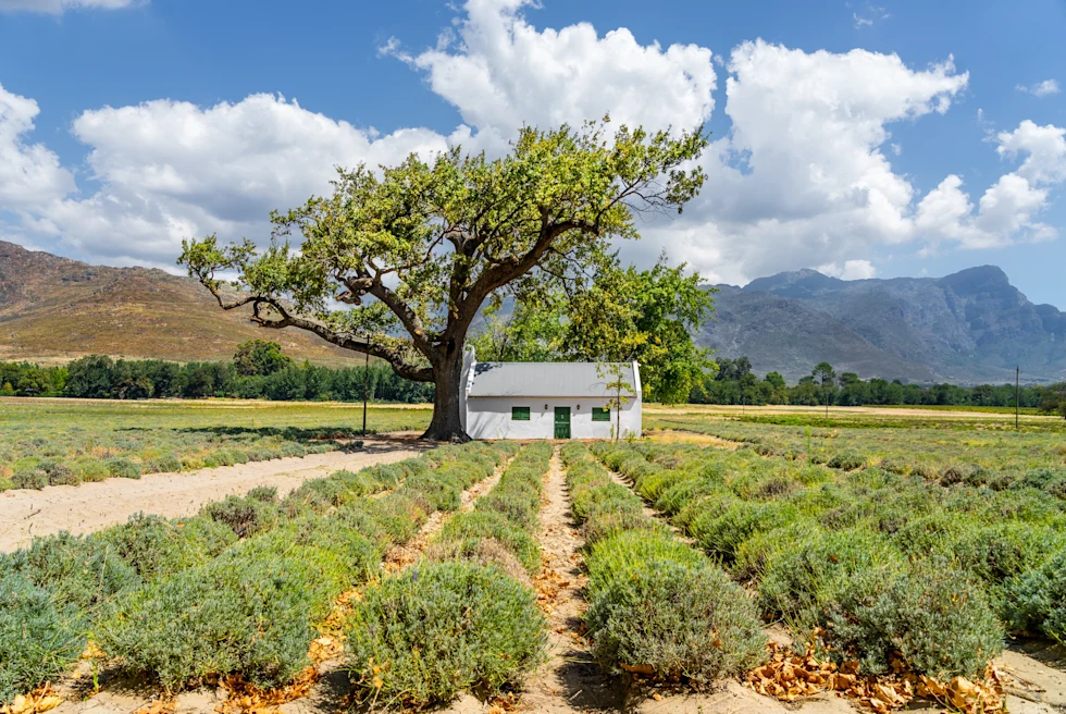 South Africa travel guide, Winelands.
