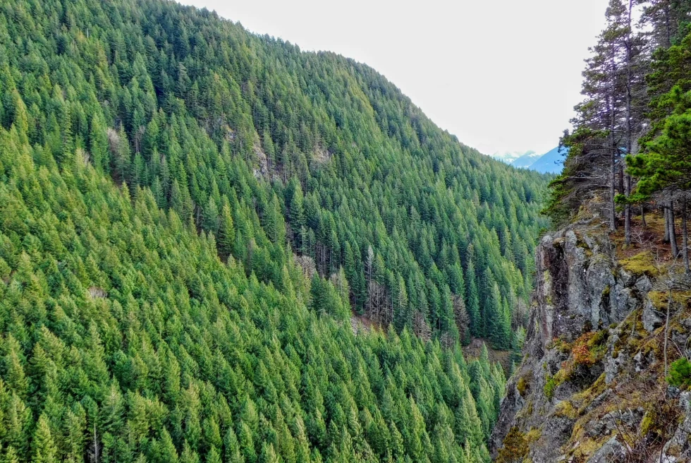 mountainside covered in green pine trees