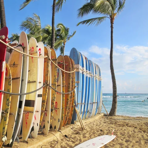 stack of surfboards on a beach with a palm tree 