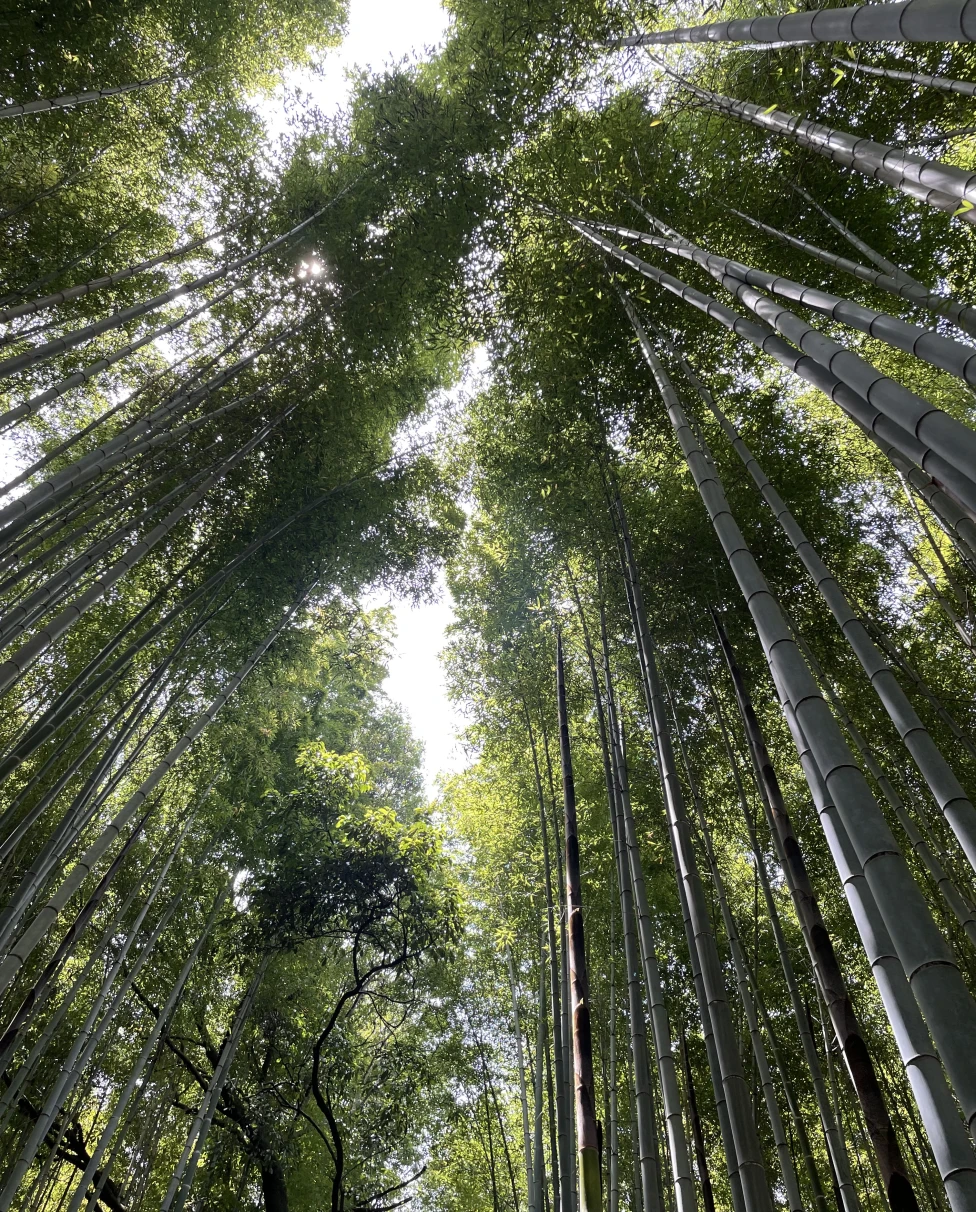 Japan is not only known for its metropolis but it has its beautiful nature that you have to discover like this bamboo grove.