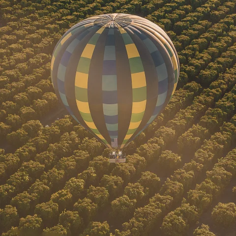 Temecula hot air ballon over vineyards. 