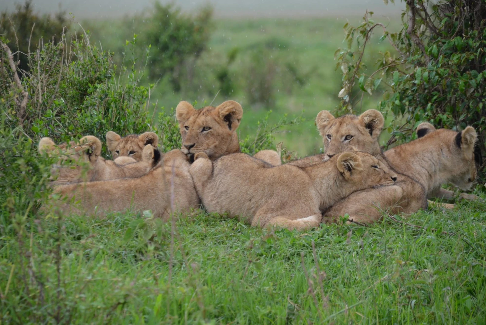 Groups of female lions laying in the background in together. 