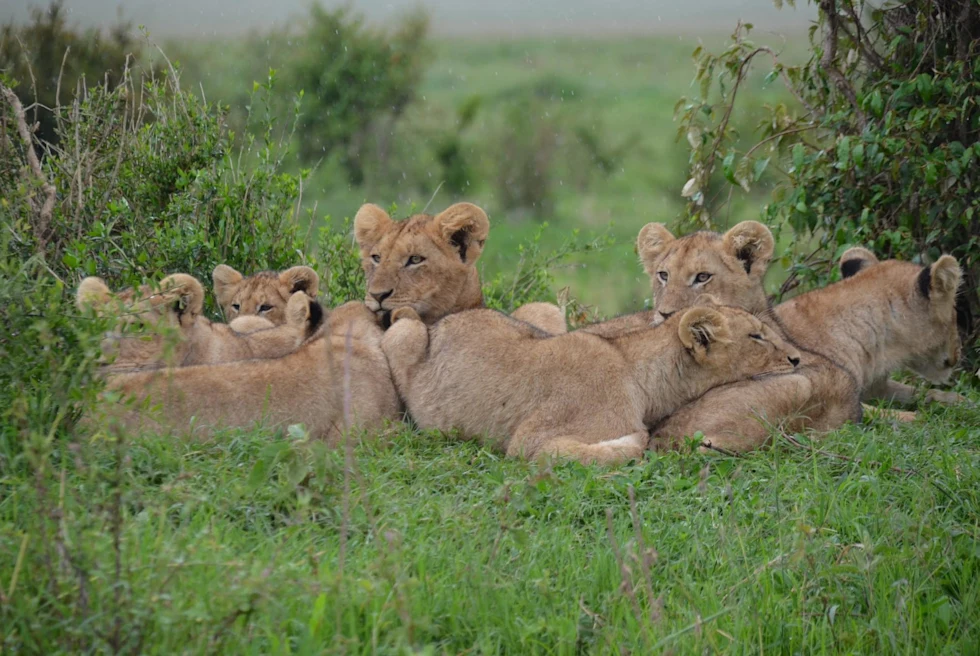 Groups of female lions laying in the background in together.