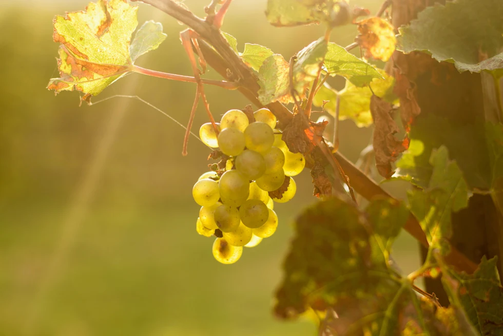 White grapes on a vine.