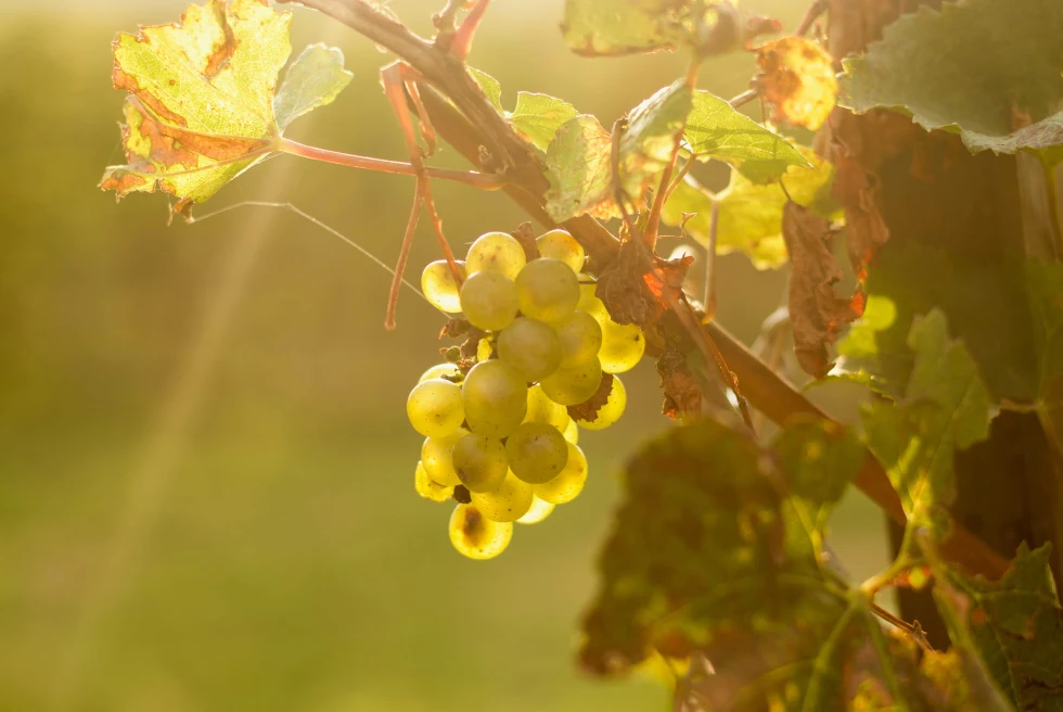White grapes on a vine. 