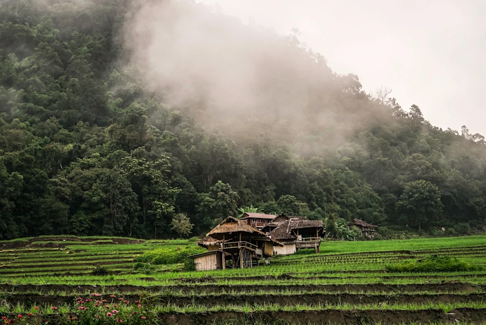 A hut in green land and huge trees in the background
