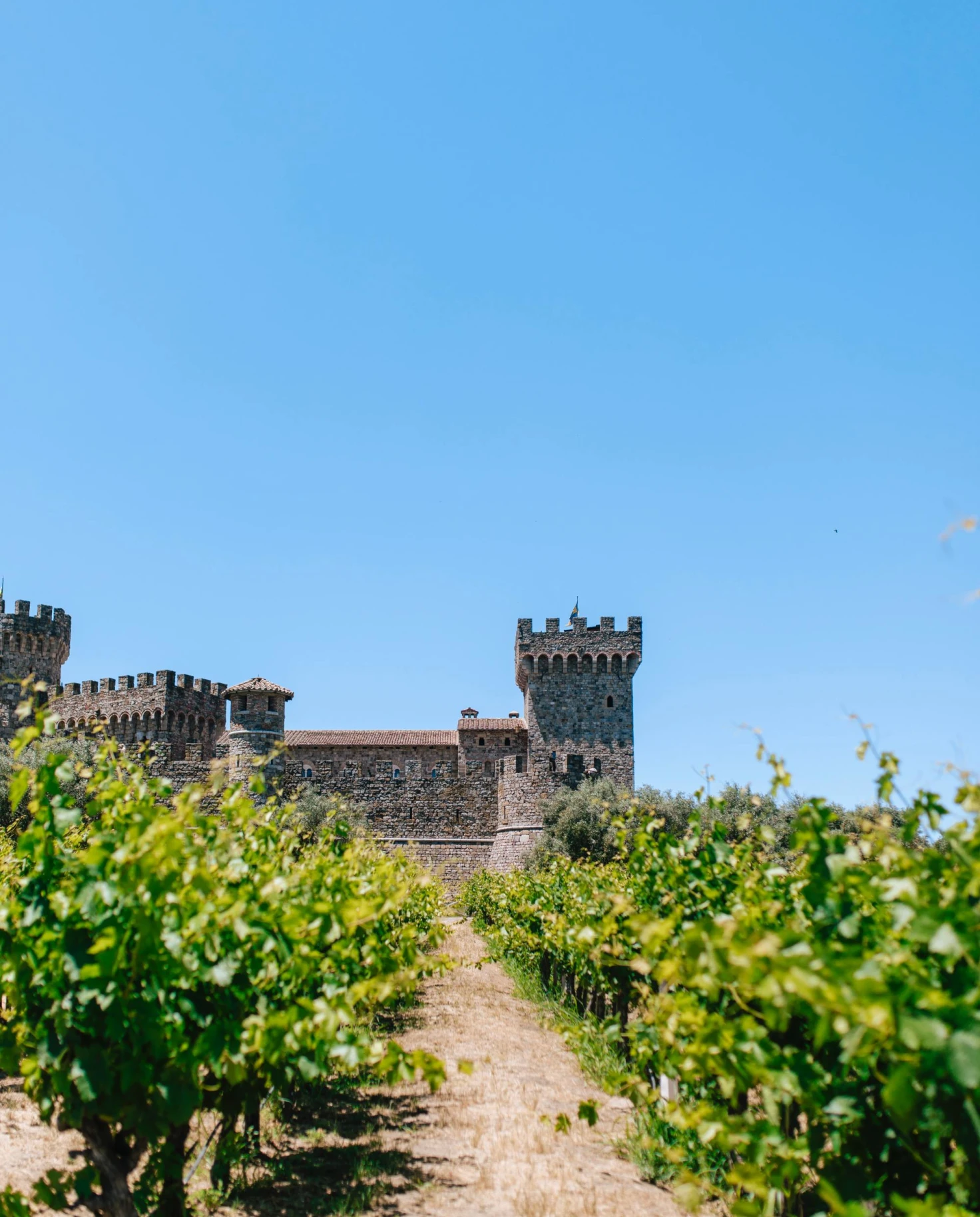 a row in a vineyard leads to a castle
