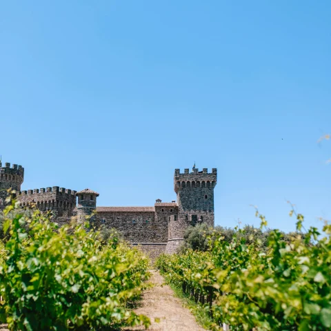 a row in a vineyard leads to a castle