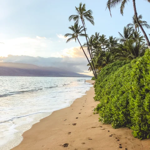 Beach, ocean and palm trees. 