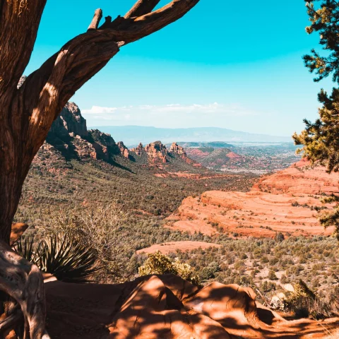 the red rock and desert bush of the Grand Canyon shadowed by a leaning tree with mountains in the distance on a clear blue day