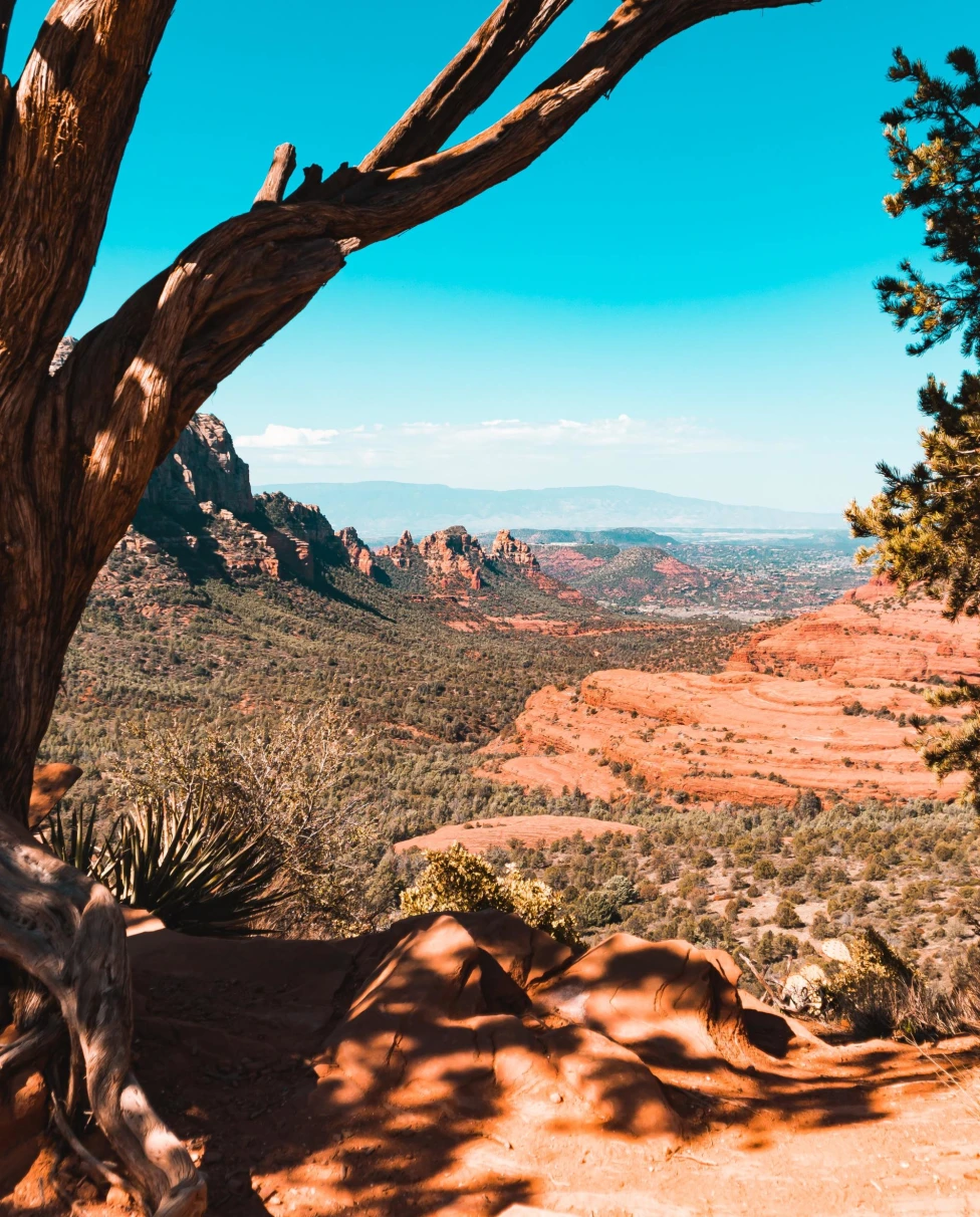 the red rock and desert bush of the Grand Canyon shadowed by a leaning tree with mountains in the distance on a clear blue day