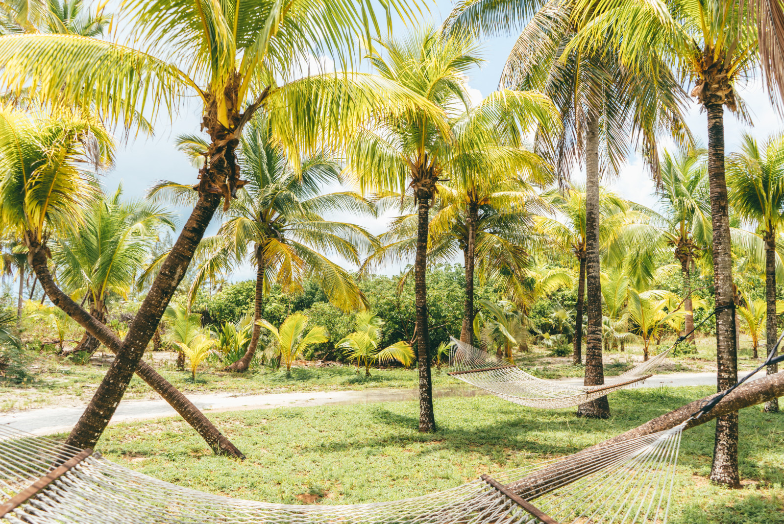 green and yellow palm trees with grass and white and brown hammocks in the Bahamas