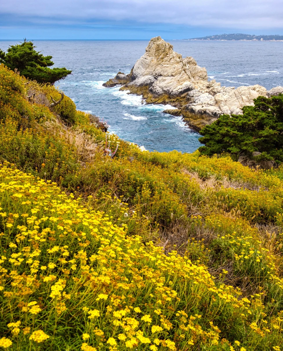 field of yellow flowers on a seaside cliff