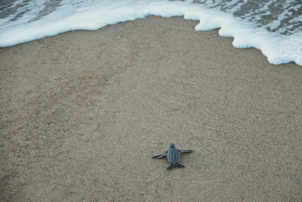 Black and Gray Sea Turtle on Brown Sand