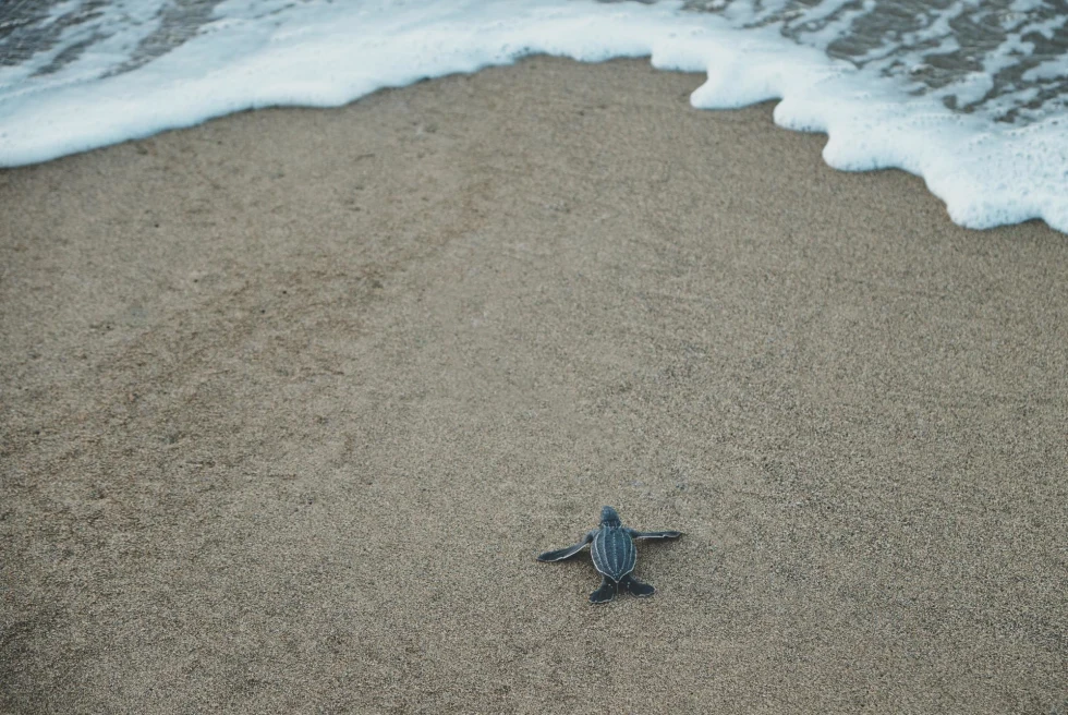 Black and Gray Sea Turtle on Brown Sand
