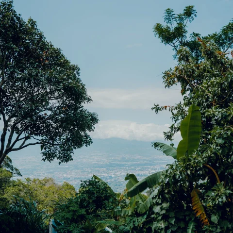 view through tropical trees of jungles and beaches in the distance