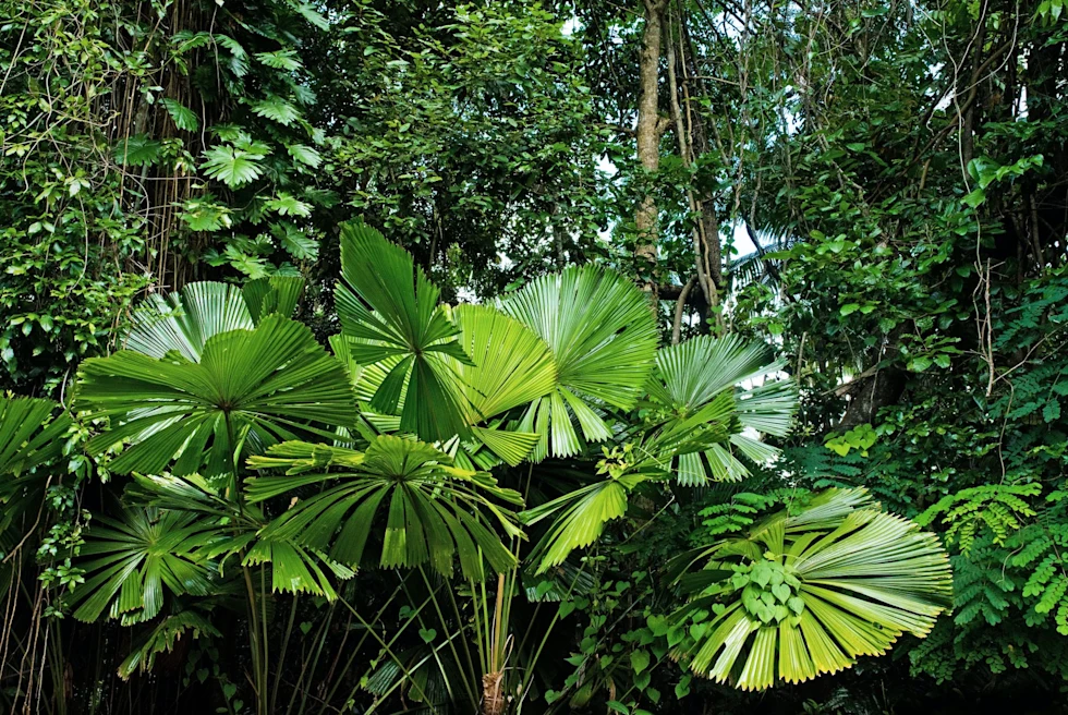 Wonderful Daintree fan palms growing on the edge of the jungle in Cairns Australia.
